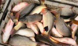 鲤鱼养殖爆料视频播放,爆款视频背后的养殖奥秘