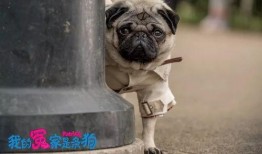 八哥电影在线观看,在线观看，笑料横生的喜剧盛宴